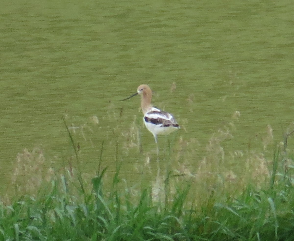 Avocette d'Amérique - ML620396682