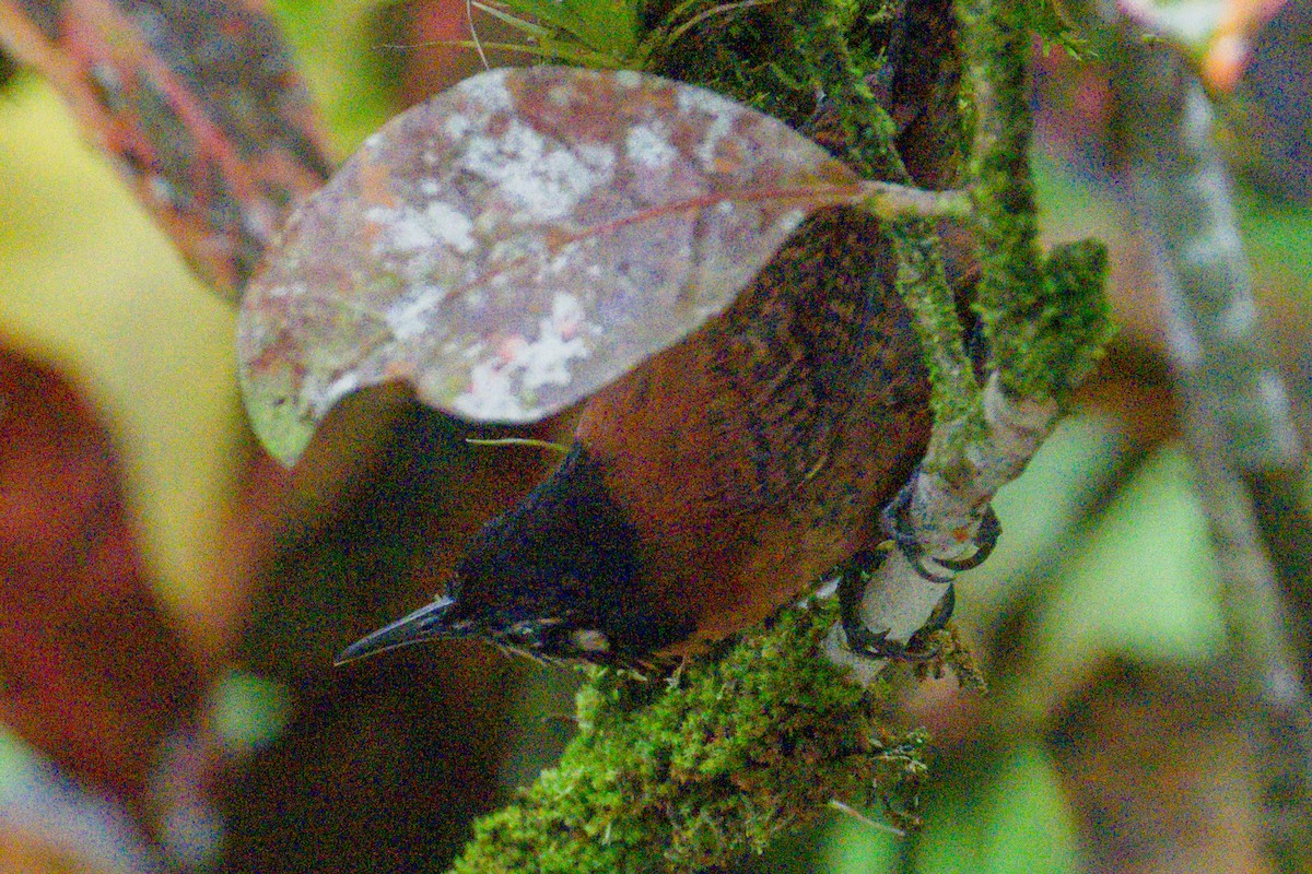 svartkronesmett (castaneus gr.) - ML620396684