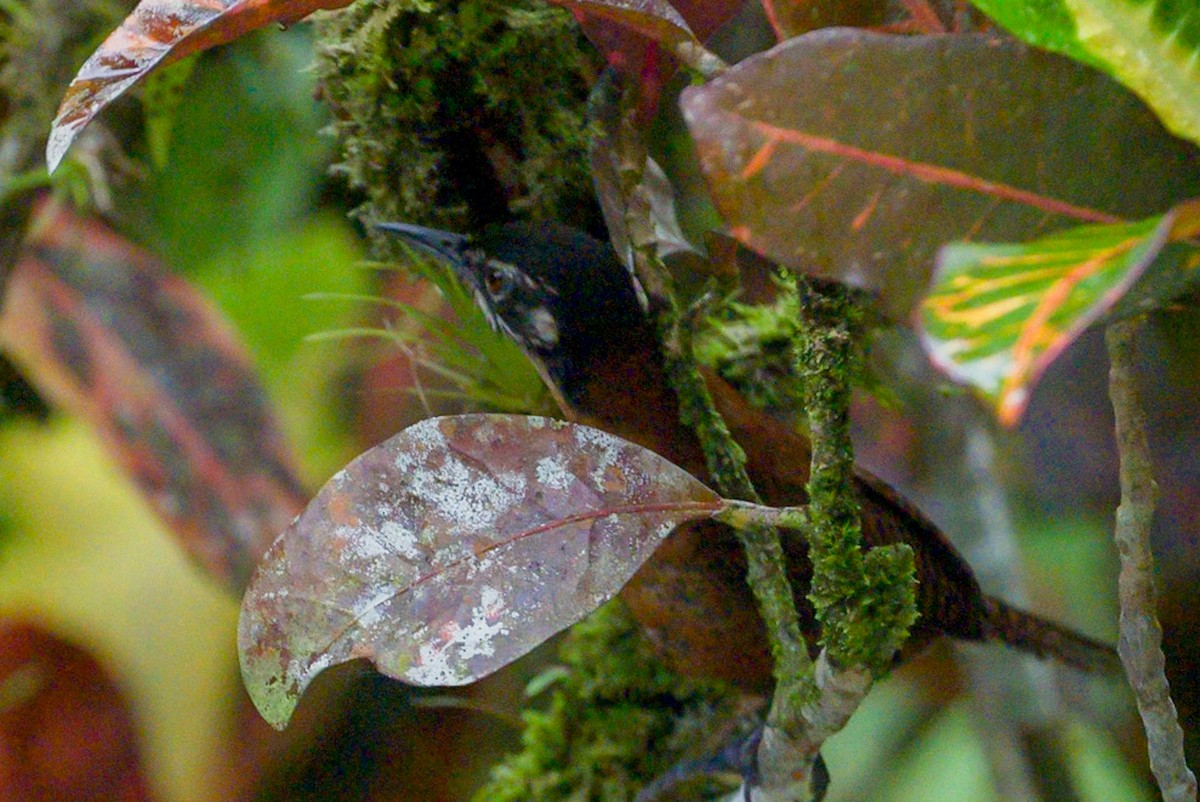 svartkronesmett (castaneus gr.) - ML620396689