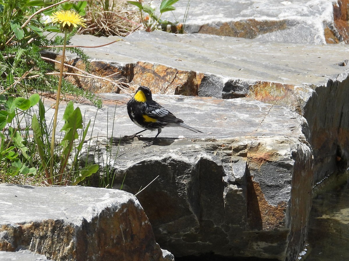 Yellow-rumped Warbler (Audubon's) - ML620396695