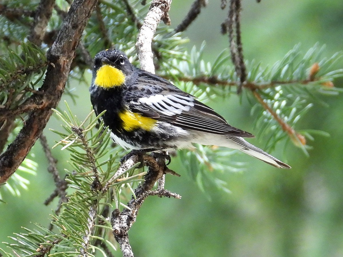 Yellow-rumped Warbler (Audubon's) - ML620396696