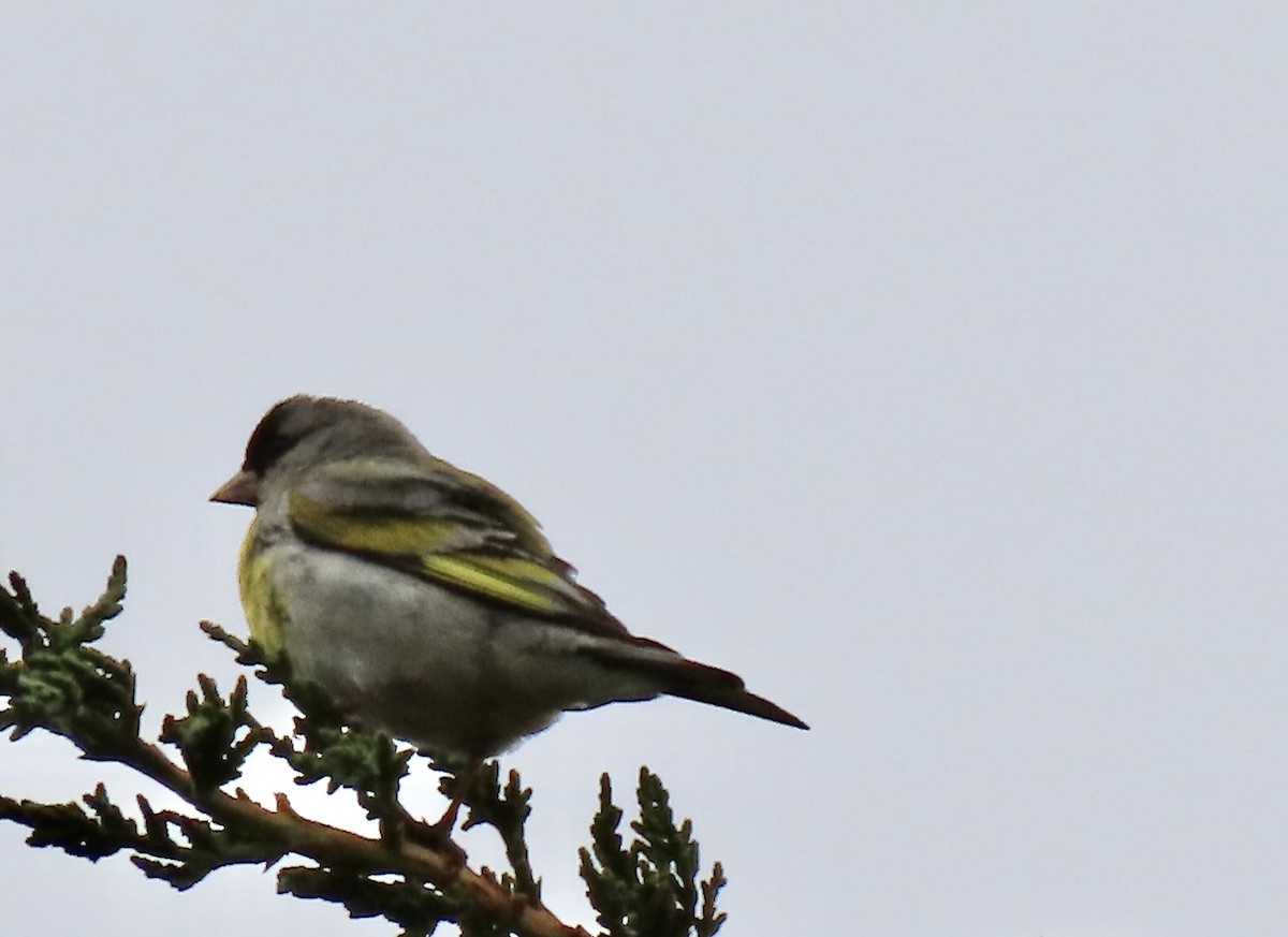 Lawrence's Goldfinch - ML620396710