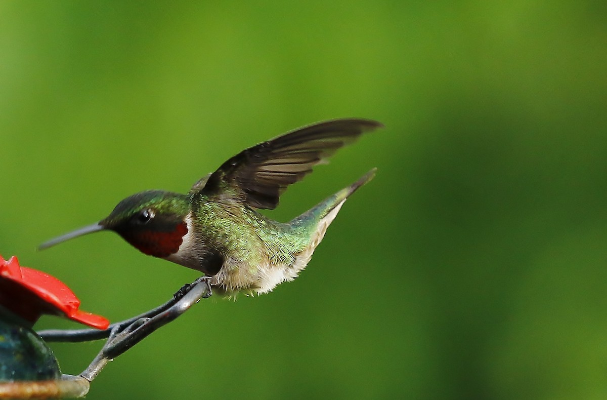 Ruby-throated Hummingbird - ML620396713