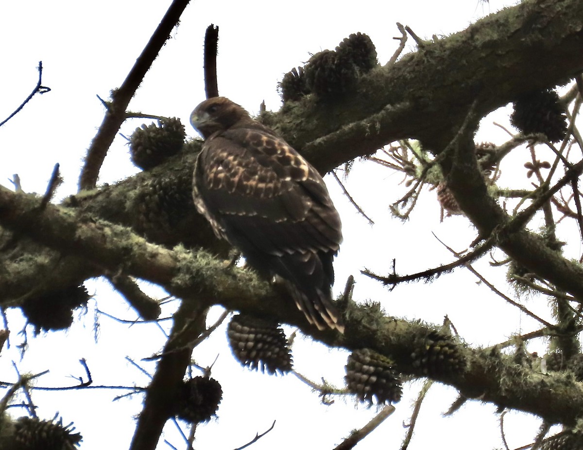 Red-tailed Hawk - ML620396715