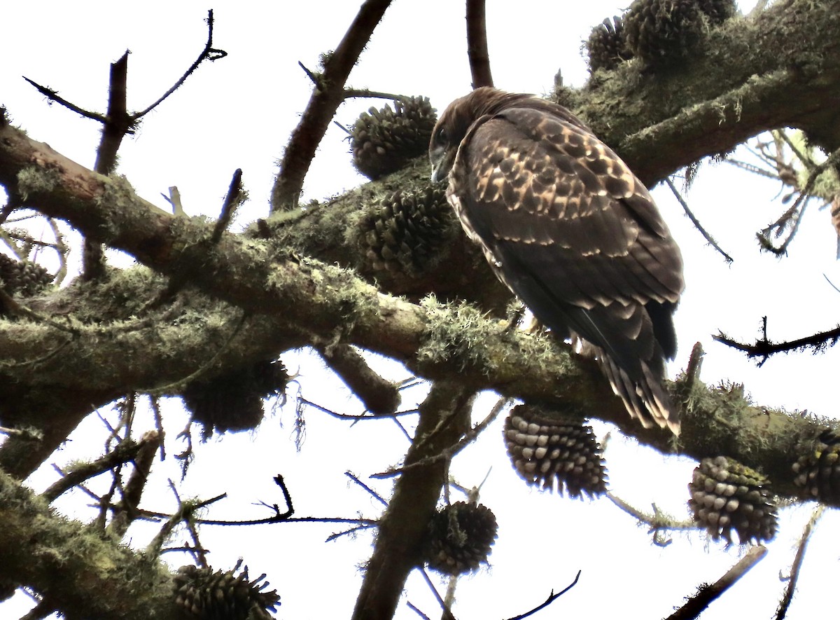 Rotschwanzbussard - ML620396716