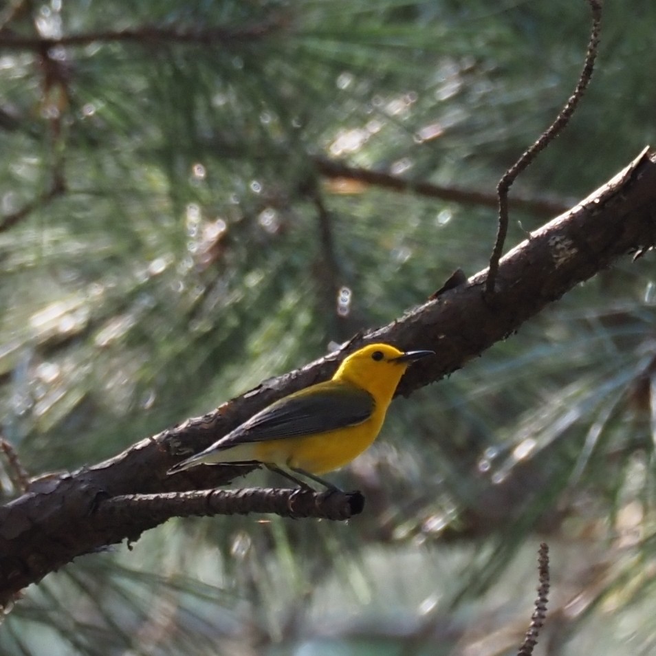 Prothonotary Warbler - ML620396722