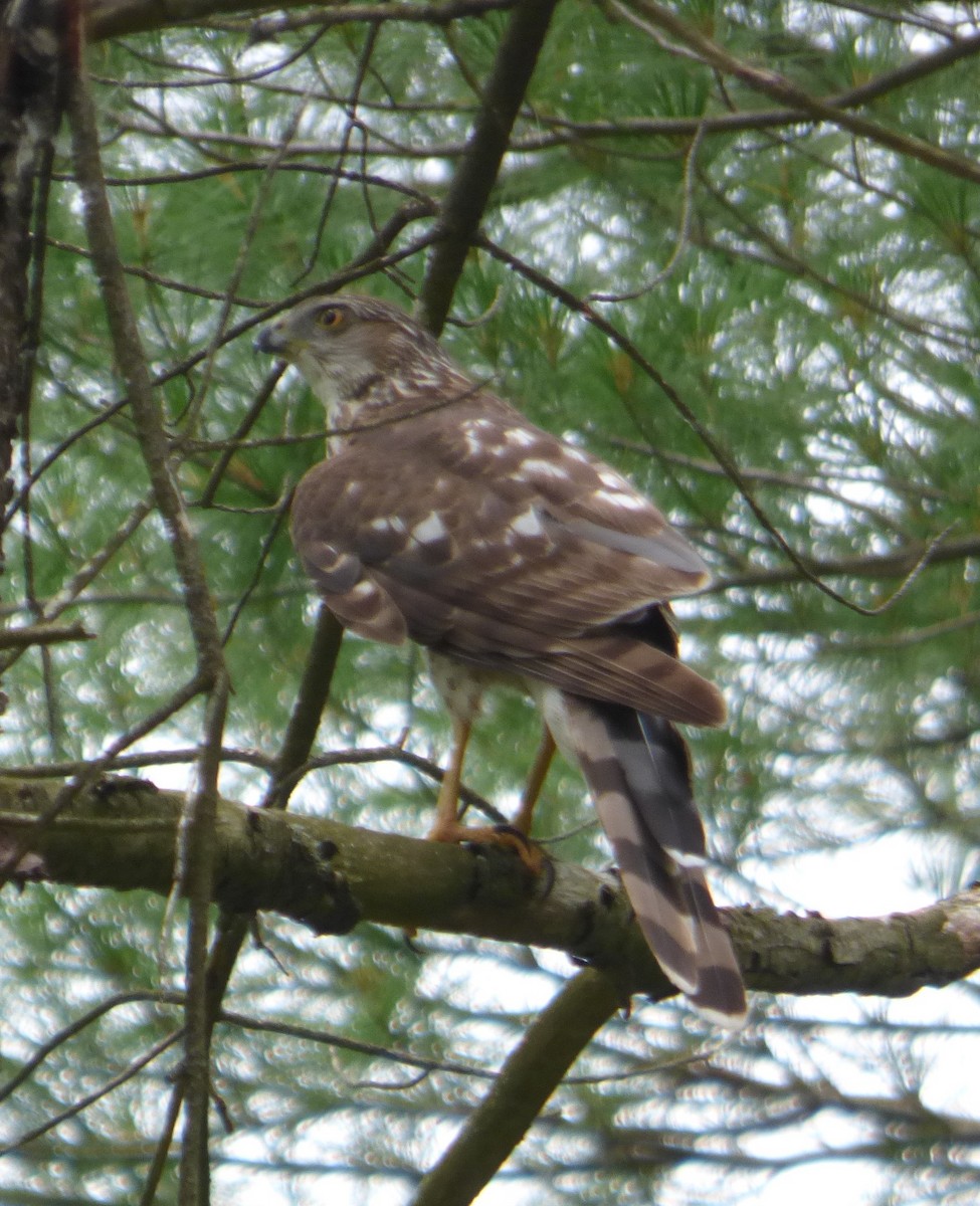 Cooper's Hawk - ML620396726