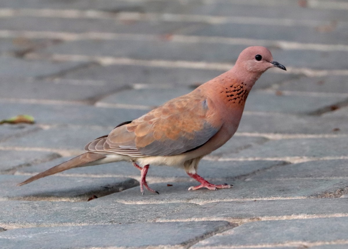 Laughing Dove - ML620396727