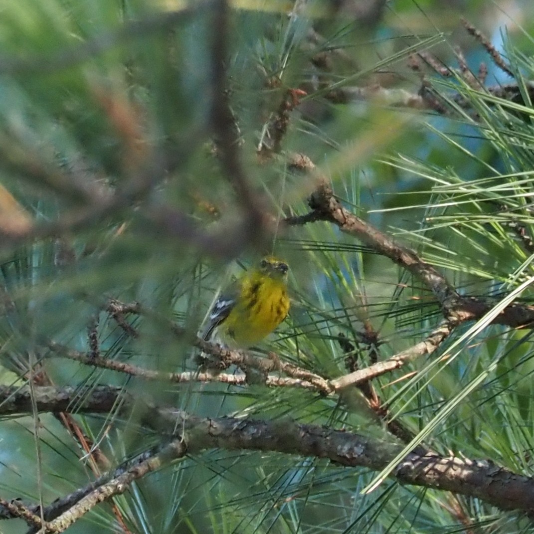 Pine Warbler - ML620396732