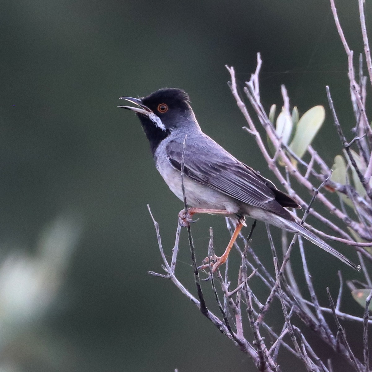 Rüppell's Warbler - ML620396736