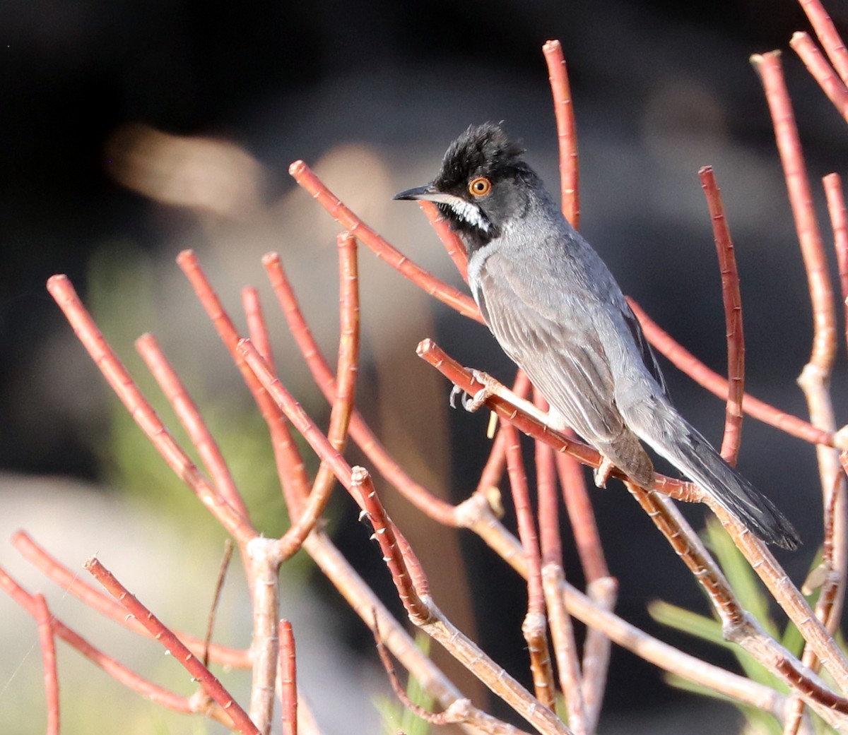 Rüppell's Warbler - ML620396737