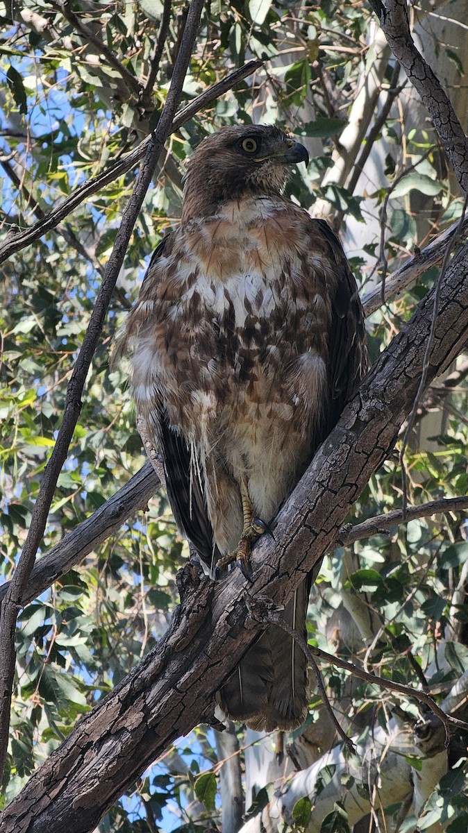 Red-tailed Hawk - ML620396745