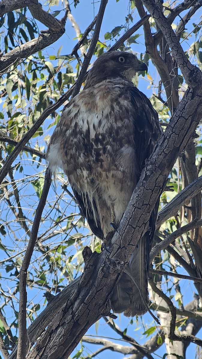 Red-tailed Hawk - ML620396746