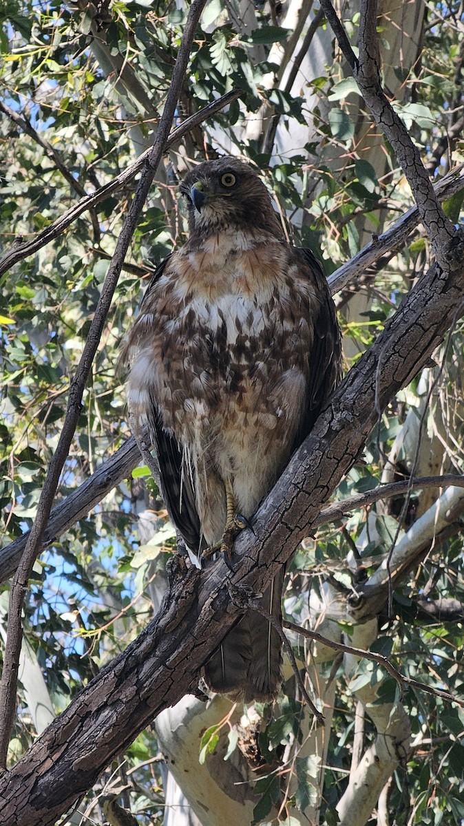 Red-tailed Hawk - ML620396747