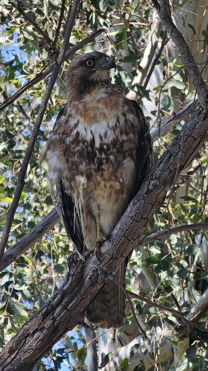 Red-tailed Hawk - ML620396748