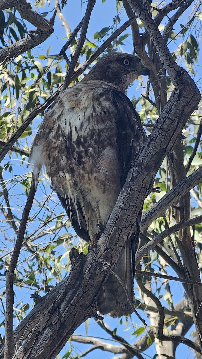 Red-tailed Hawk - ML620396750