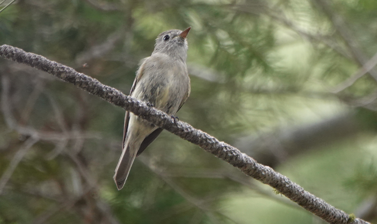 Hammond's Flycatcher - ML620396757