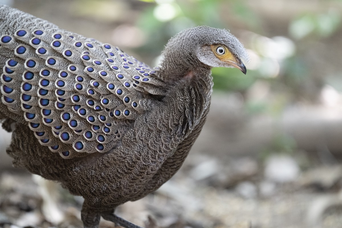 Gray Peacock-Pheasant - ML620396759
