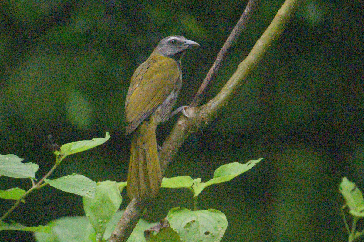 Buff-throated Saltator - ML620396765