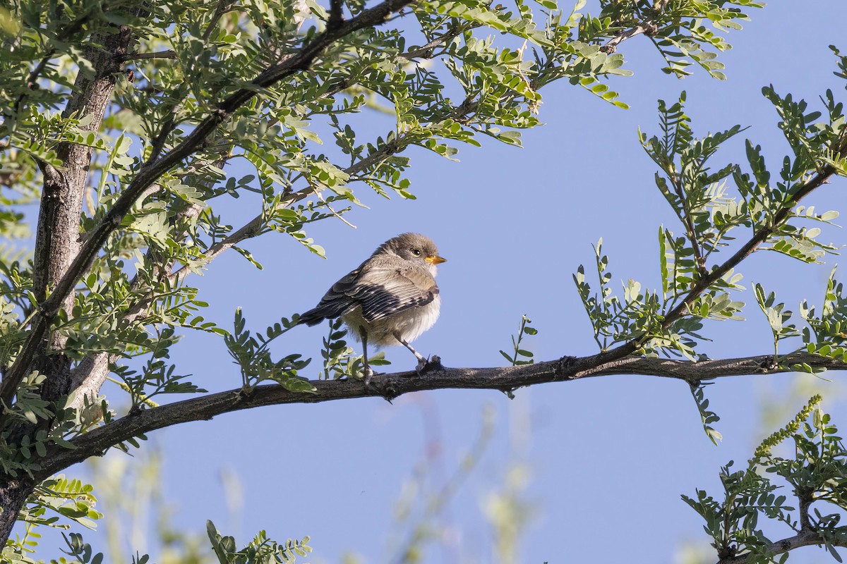 Pájaro Moscón Baloncito - ML620396782