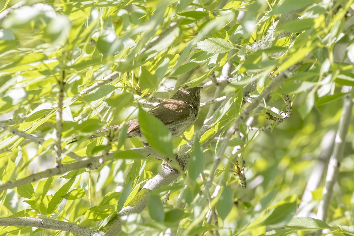 Bewick's Wren - ML620396794