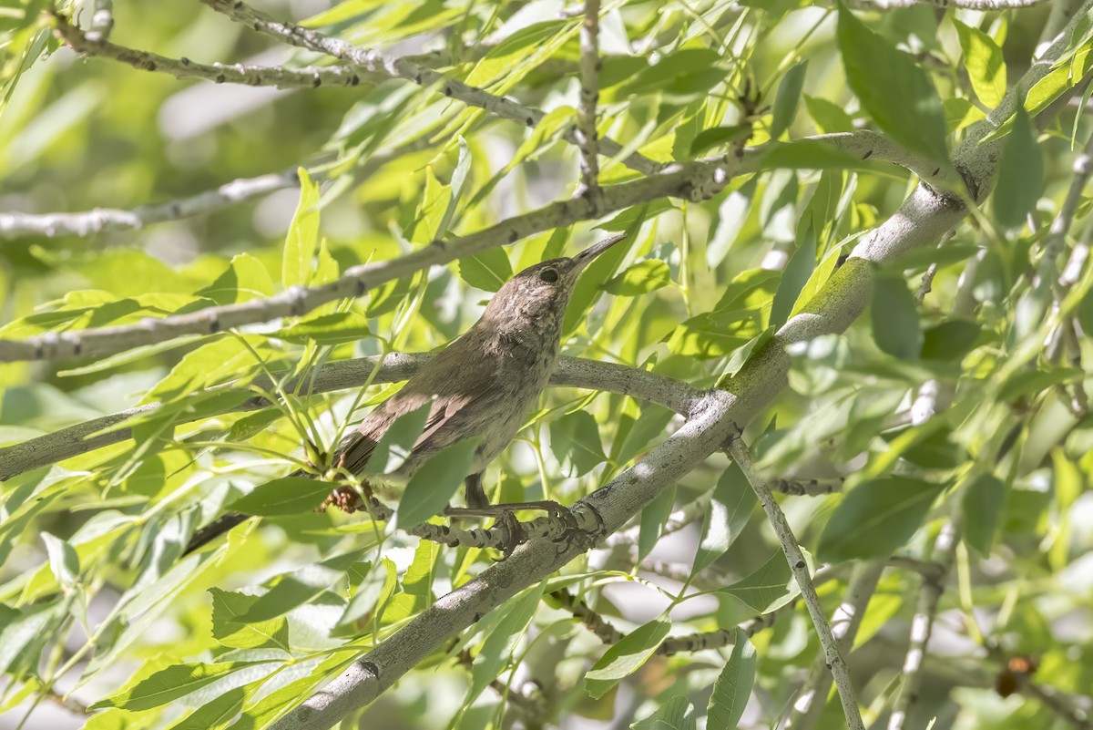 Bewick's Wren - Diane Hoy