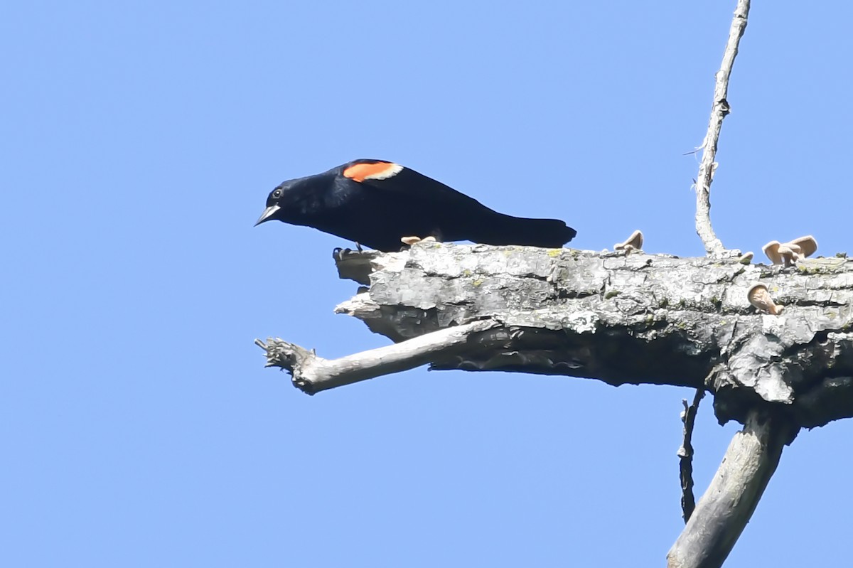 Red-winged Blackbird - ML620396799