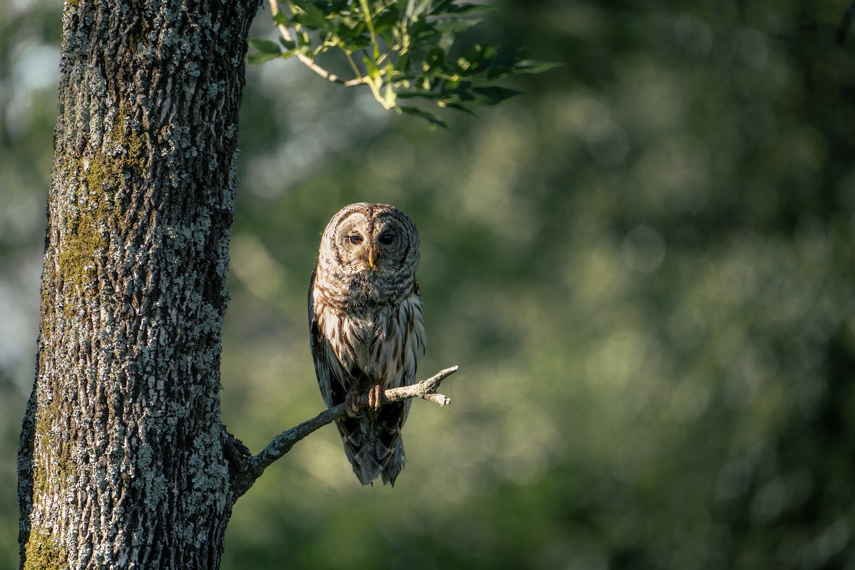 Barred Owl - ML620396802