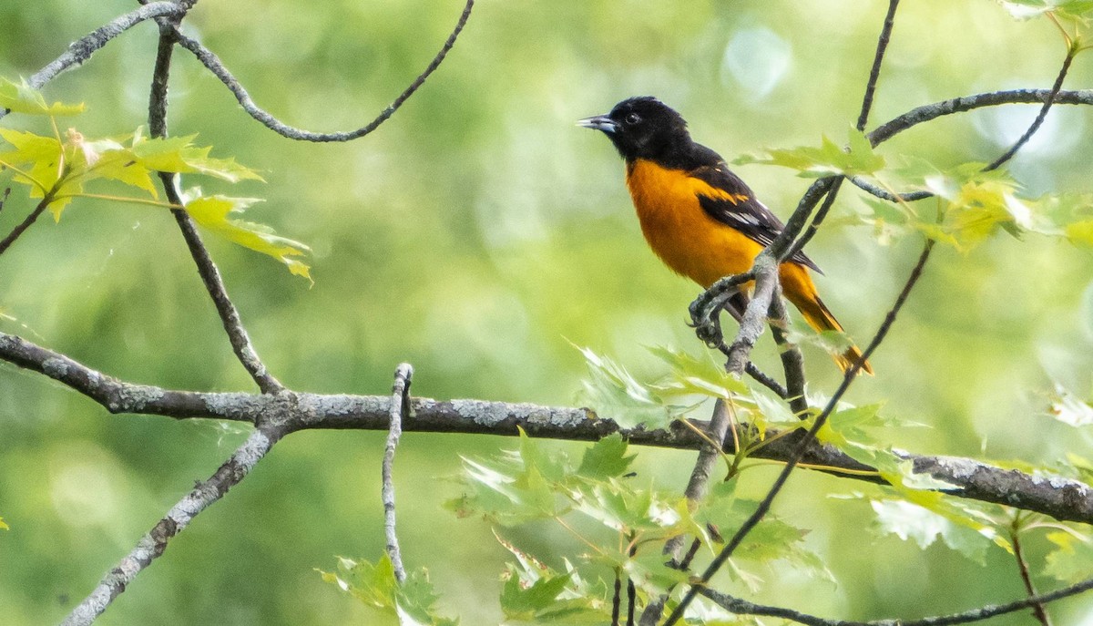 Baltimore Oriole - ML620396814