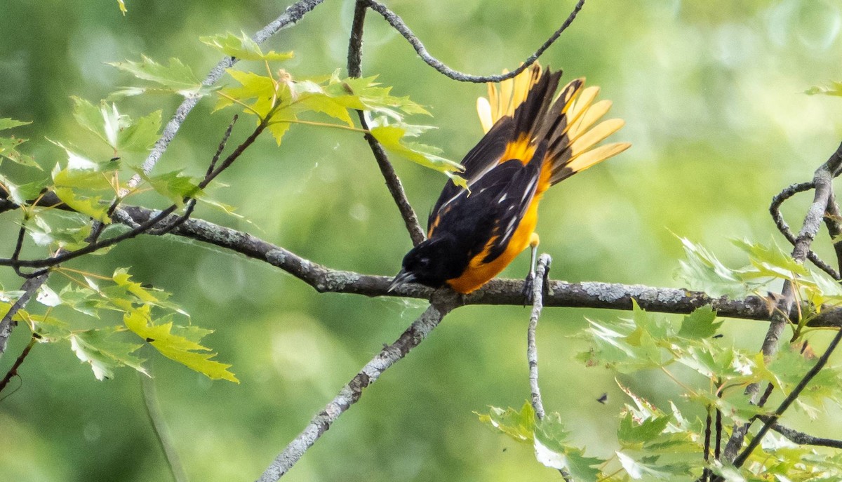 Oriole de Baltimore - ML620396815