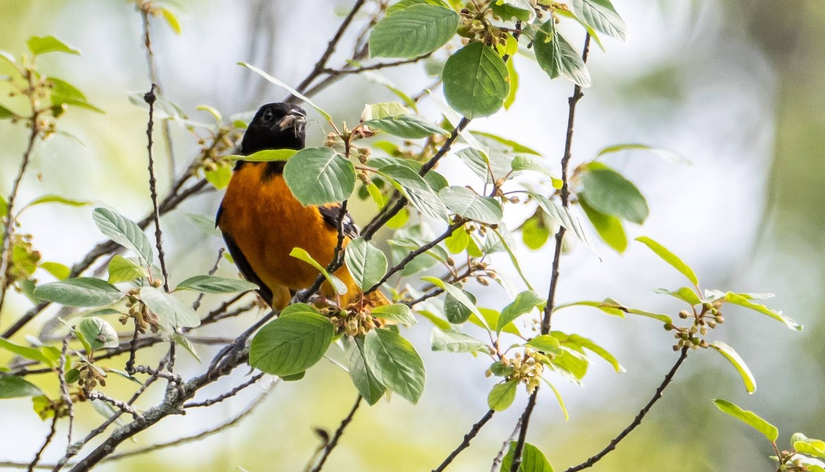 Baltimore Oriole - ML620396816