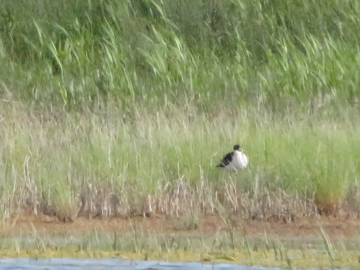 Black-necked Stilt - ML620396821