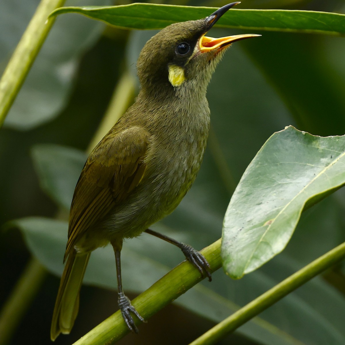 Cryptic Honeyeater - ML620396838