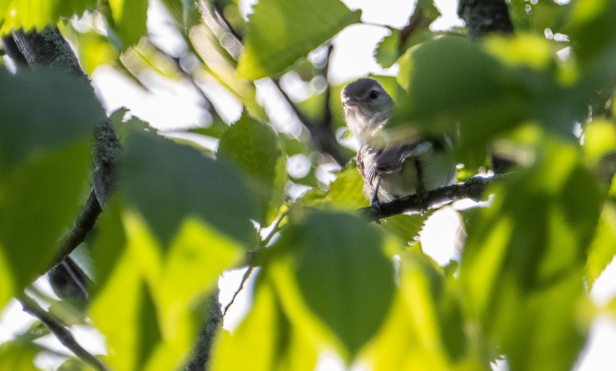 Warbling Vireo - ML620396849