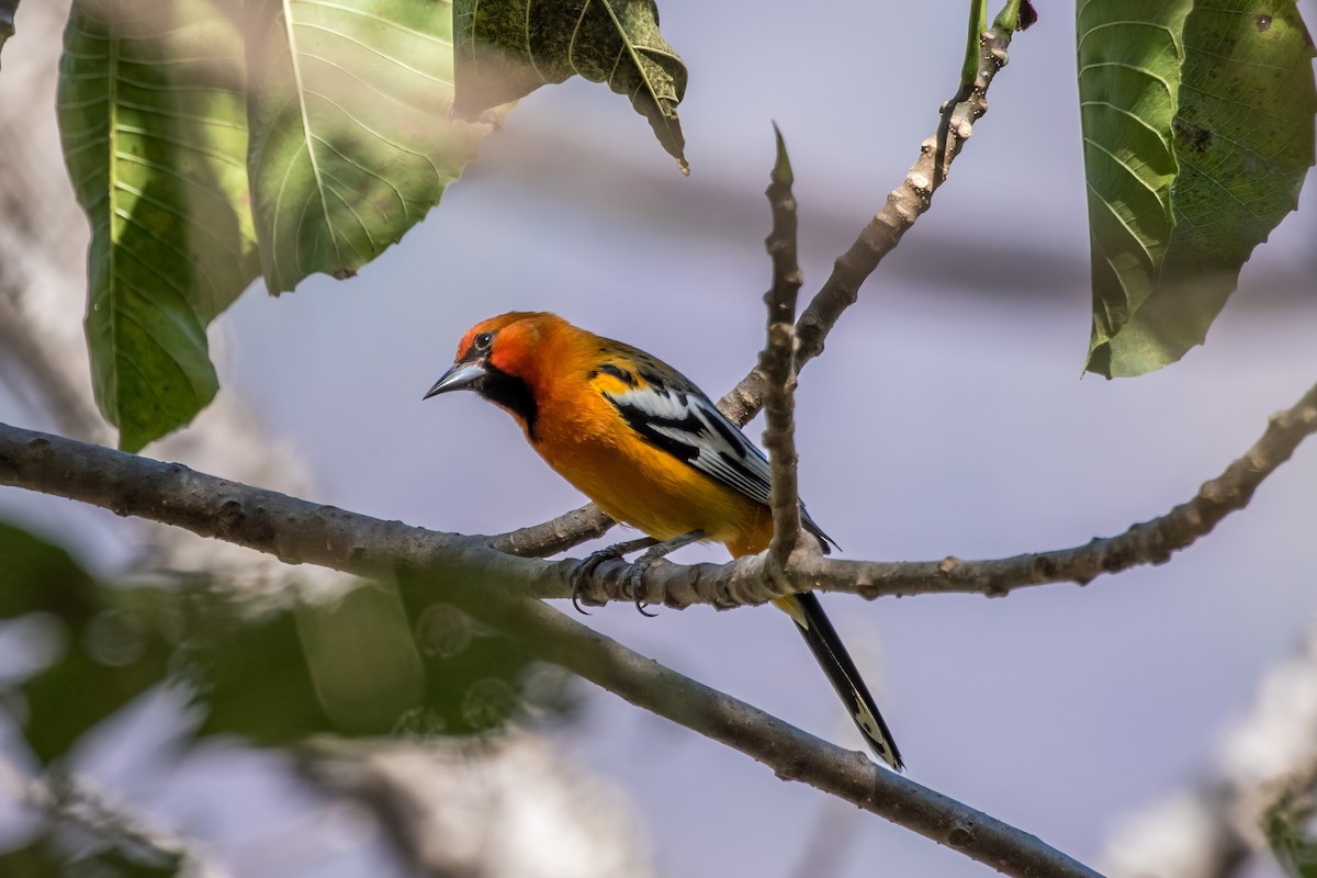 Streak-backed Oriole - ML620396850