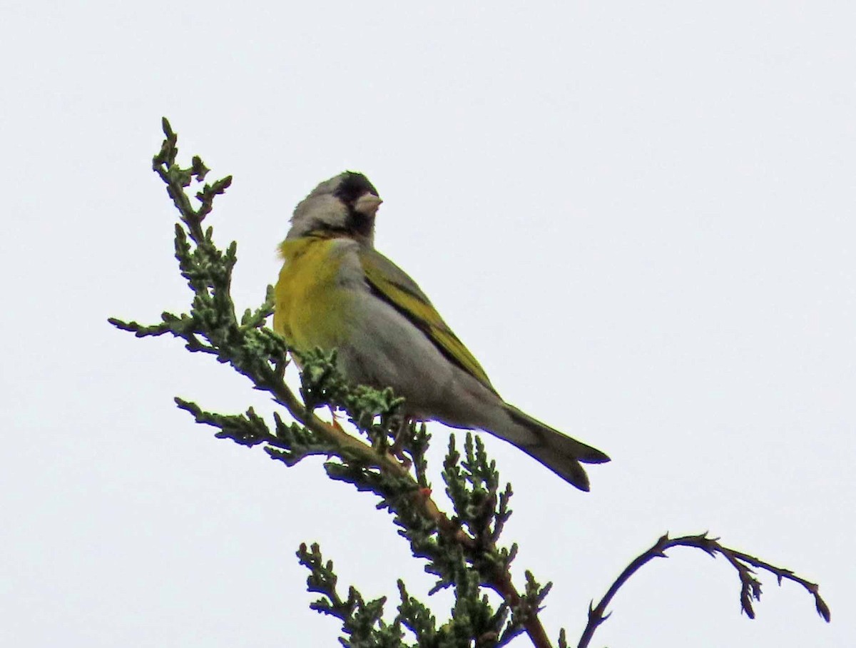 Lawrence's Goldfinch - ML620396852