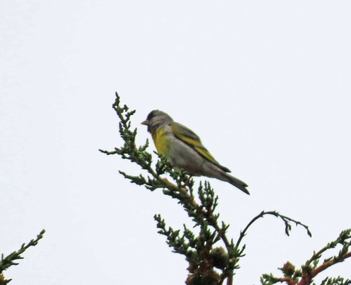 Lawrence's Goldfinch - ML620396853