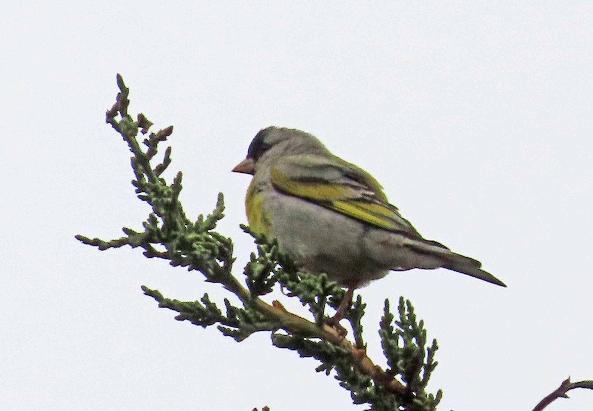 Lawrence's Goldfinch - ML620396854