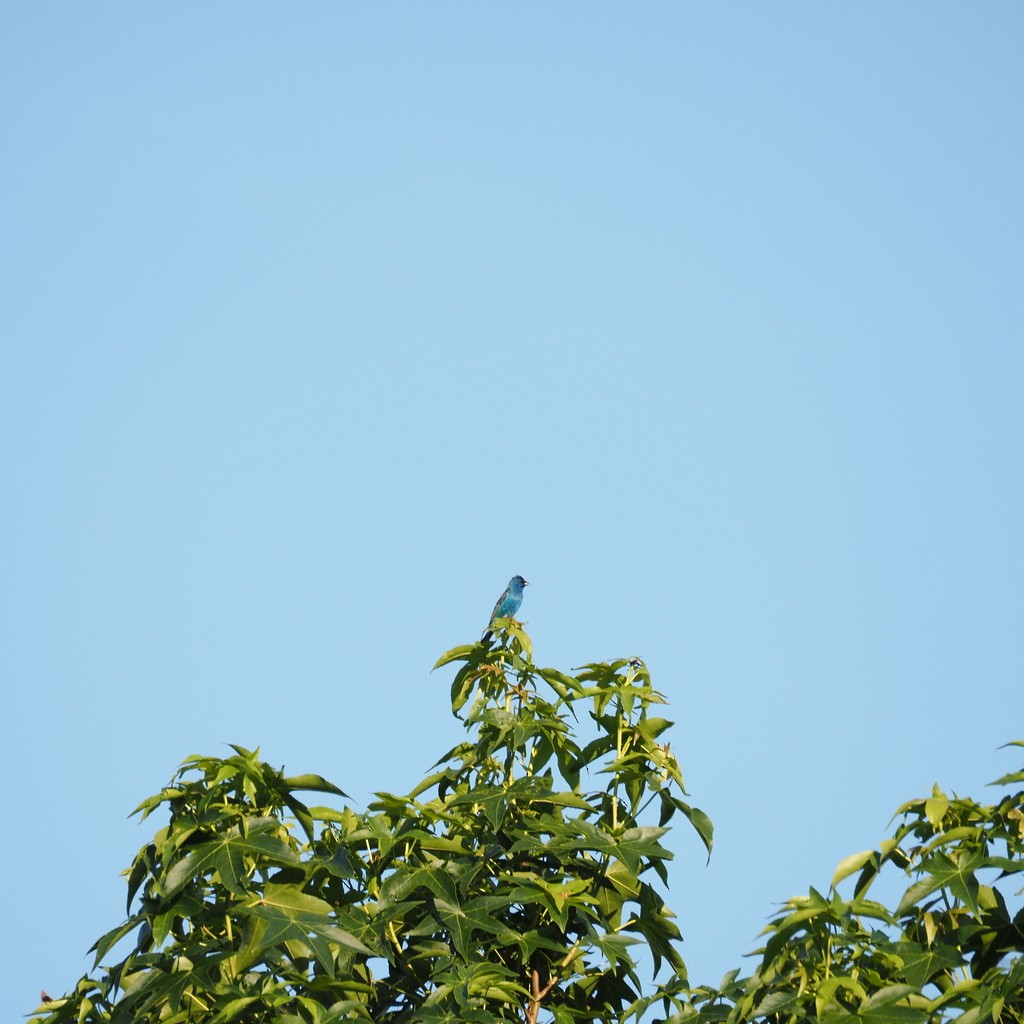 Indigo Bunting - ML620396864