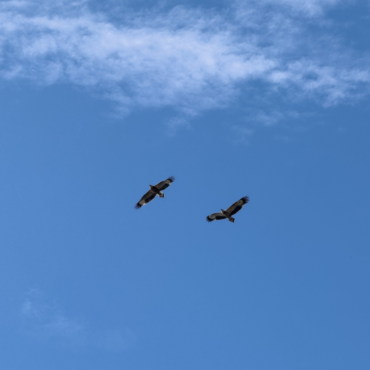 White-bellied Sea-Eagle - ML620396865
