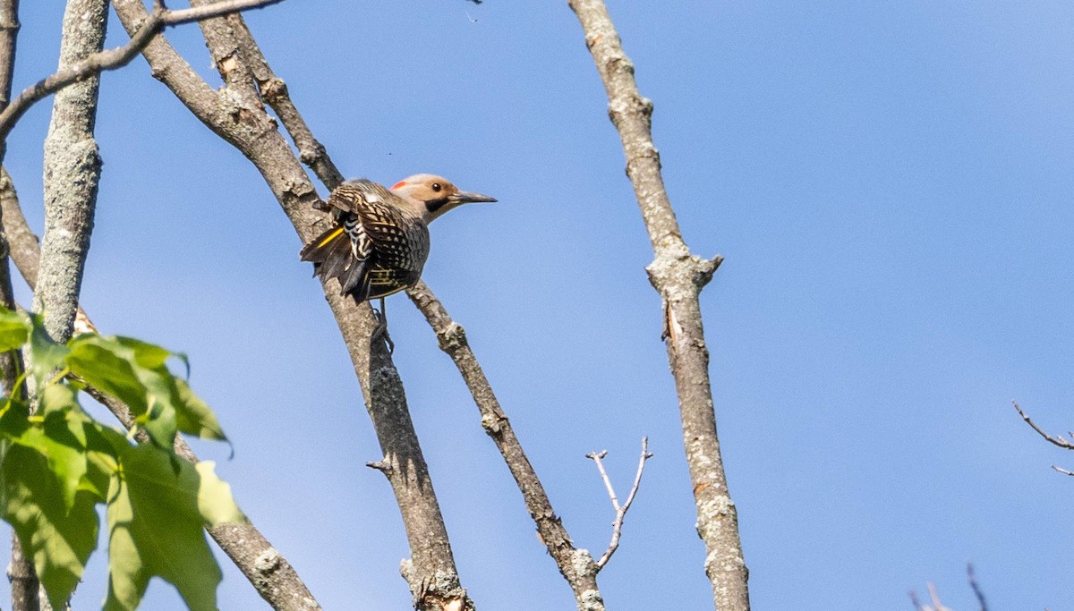 Northern Flicker - ML620396866