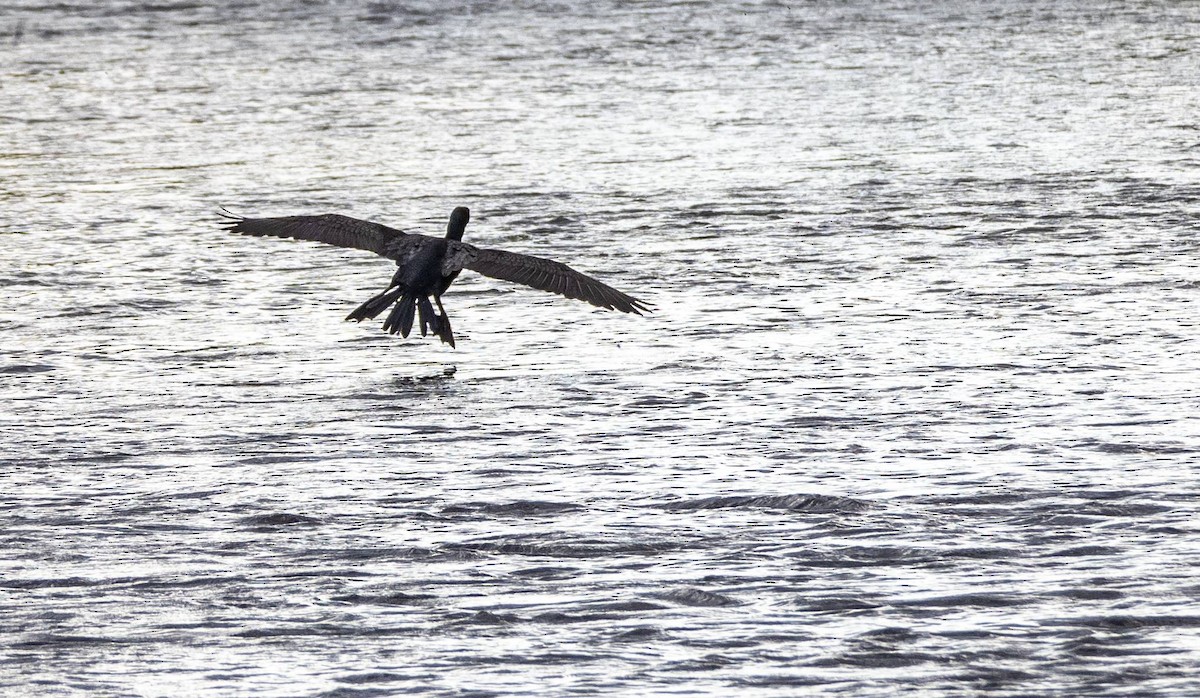 Double-crested Cormorant - ML620396883