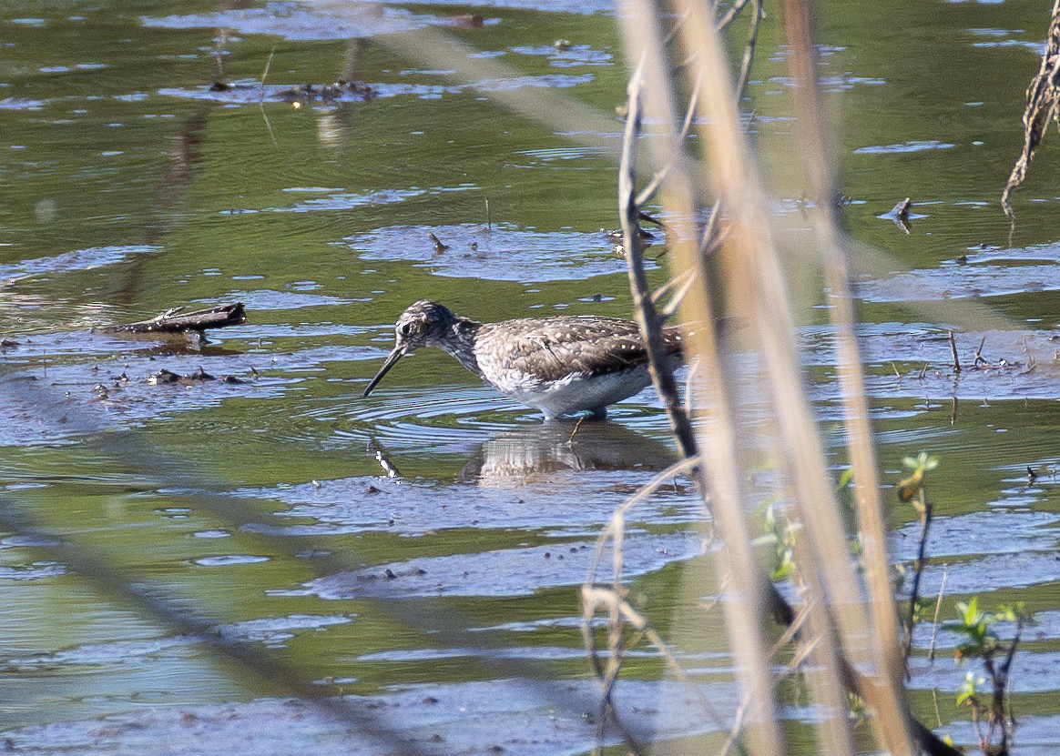 Solitary Sandpiper - ML620396891