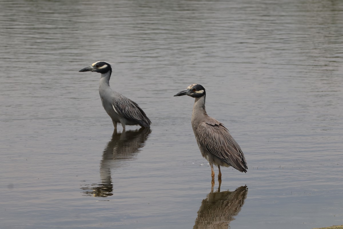 Yellow-crowned Night Heron - ML620396898