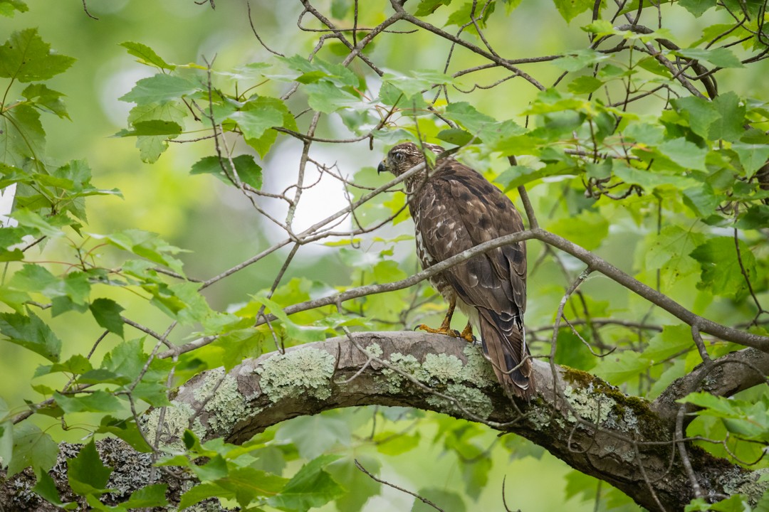 Red-shouldered Hawk - ML620396901