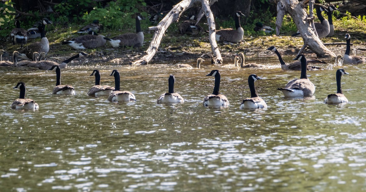 Canada Goose - ML620396905