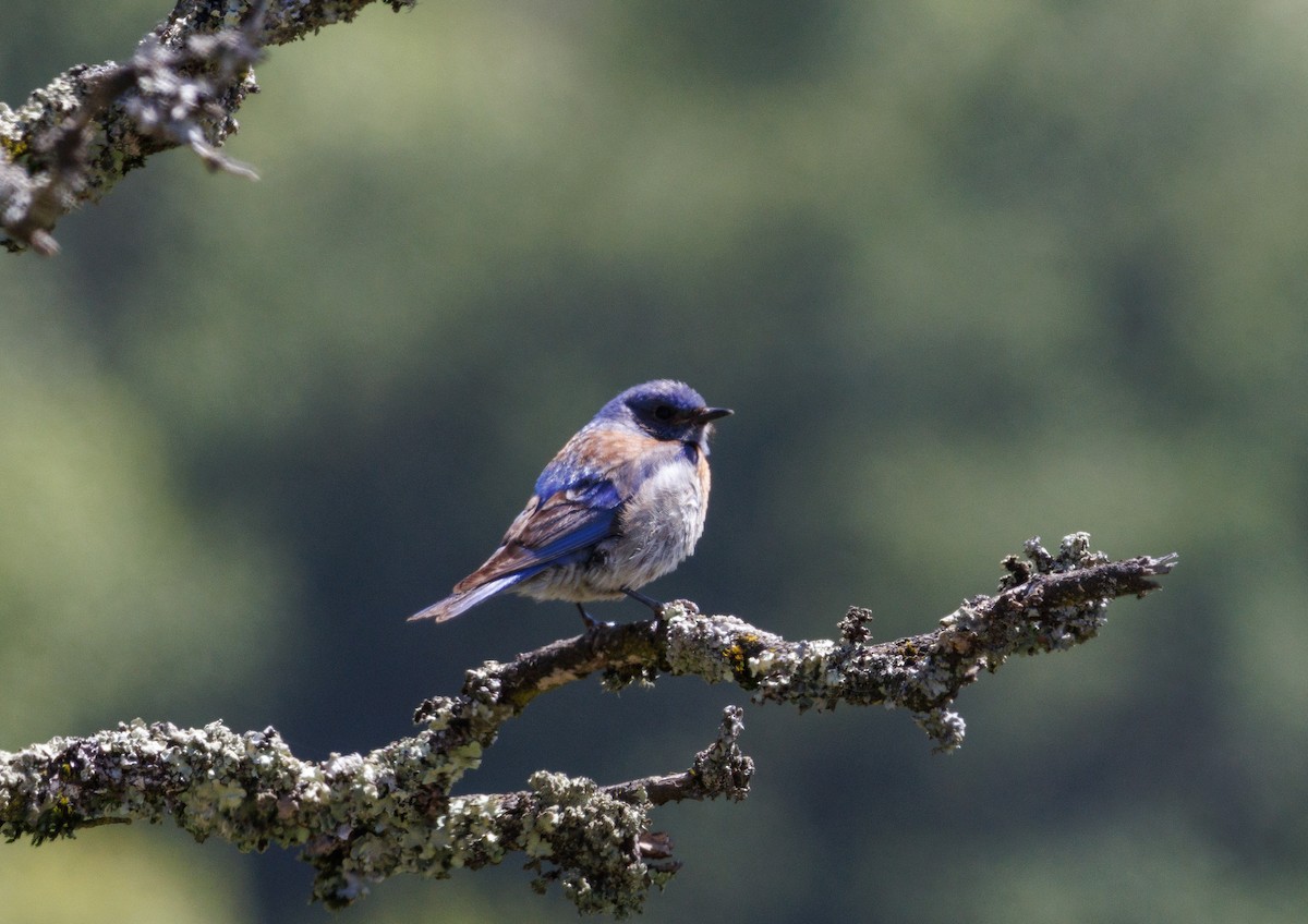 Western Bluebird - ML620396907