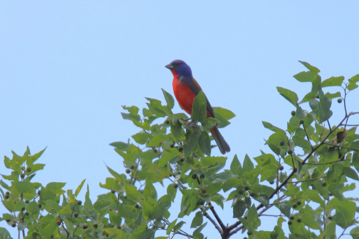 Painted Bunting - ML620396949