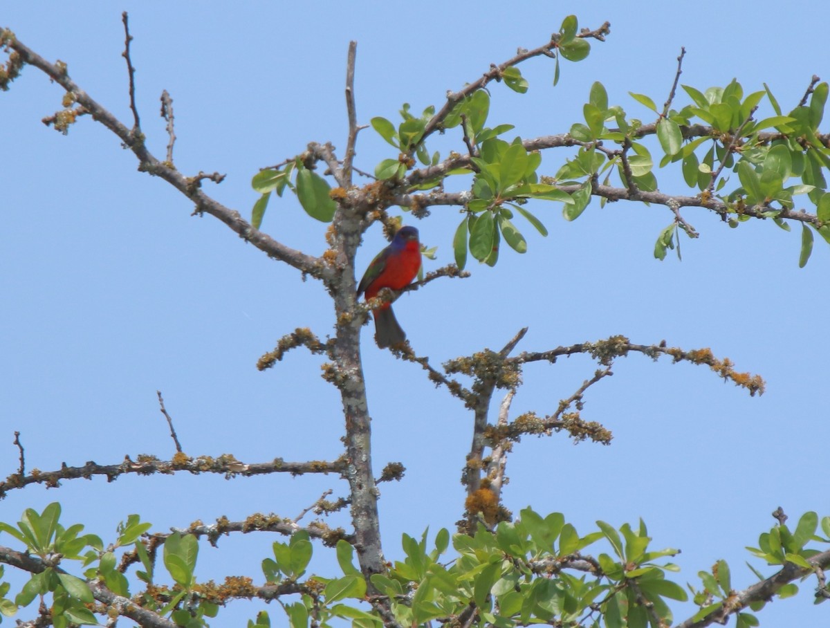 Painted Bunting - ML620396957