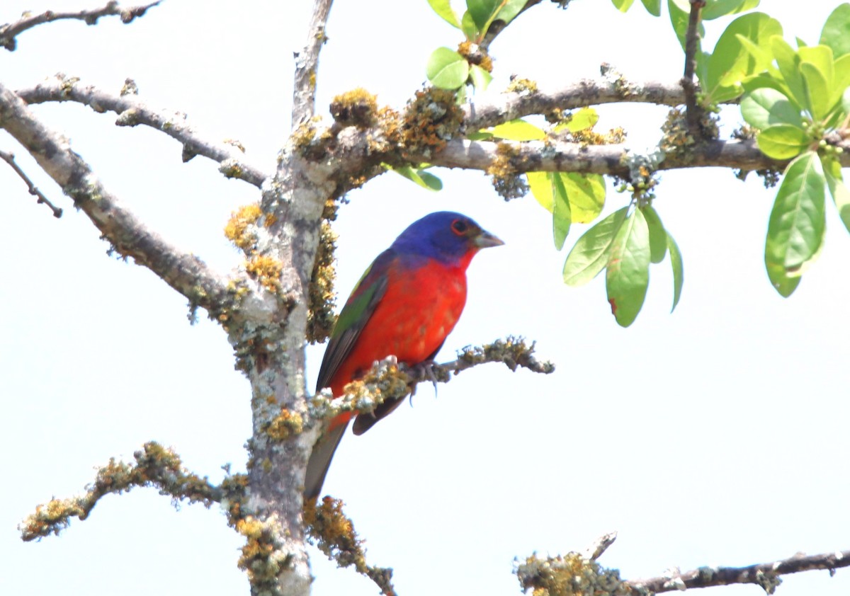 Painted Bunting - ML620396965